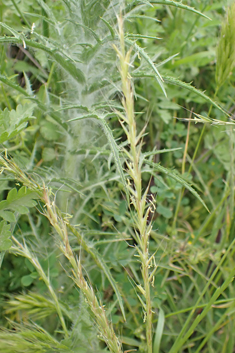 French Oat-grass