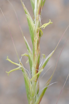 French Oat-grass