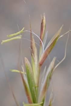 French Oat-grass