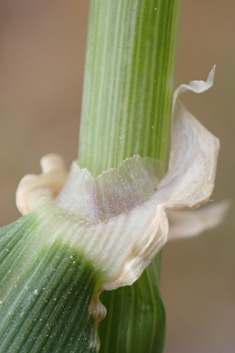 Wild Barley