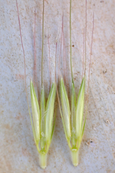 Bulbous Barley