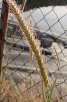 Bulbous Barley