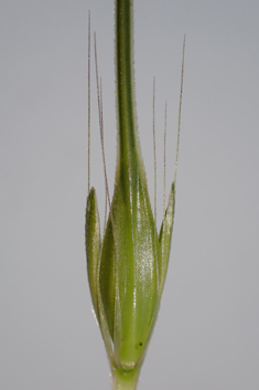 Wild Barley
