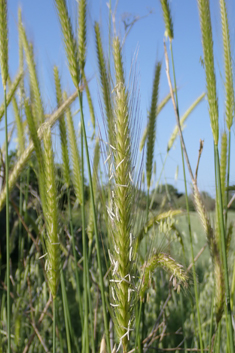 Bulbous Barley