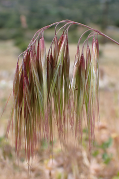 Foxtail Brome