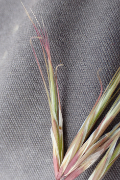 Foxtail Brome