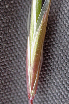 Foxtail Brome