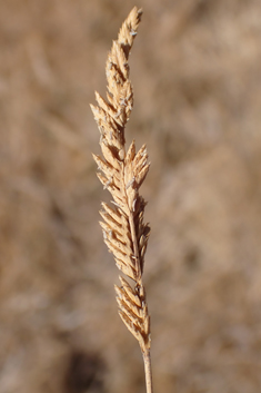Mediterranean Salt-grass