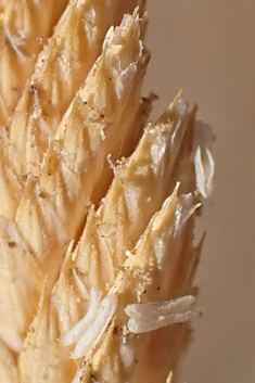 Mediterranean Salt-grass