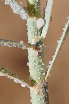 Mediterranean Salt-grass