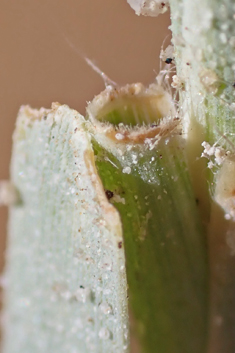 Mediterranean Salt-grass