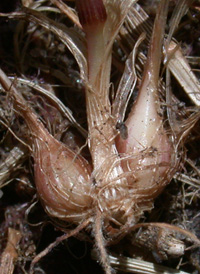 Bulbous Meadow-grass