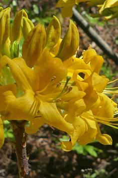 Yellow Azalea