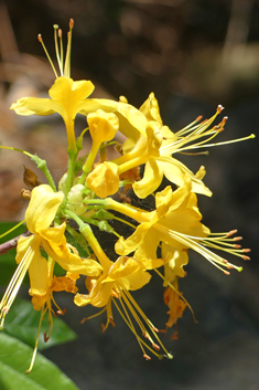 Yellow Azalea