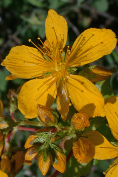 Perfoliate St John's-wort