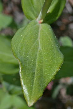 Perfoliate St John's-wort