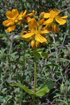 Perfoliate St John's-wort