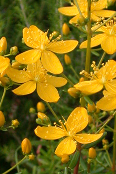 Crowberry-leaved St John's-wort