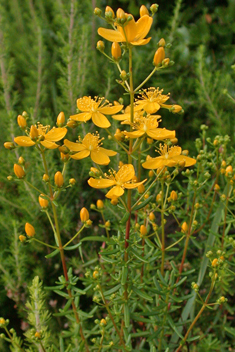 Crowberry-leaved St John's-wort