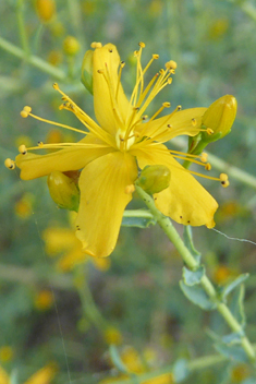 Crisped St John's-wort