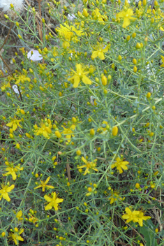 Crisped St John's-wort