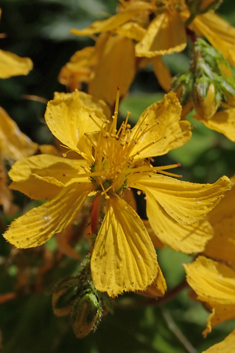 Perfoliate St John's-wort