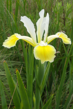 Turkish Iris