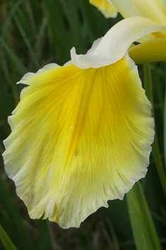 Turkish Iris