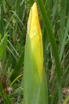 Turkish Iris