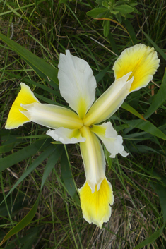 Turkish Iris