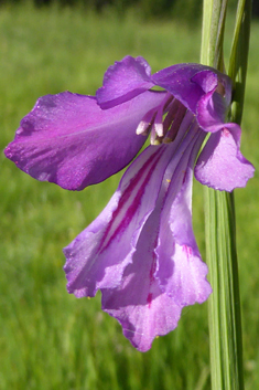 Illyrian Gladiolus