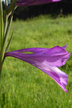 Illyrian Gladiolus