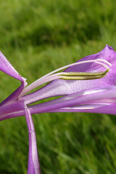 Illyrian Gladiolus