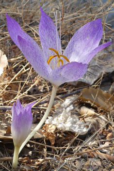 Bivon's Meadow Saffron