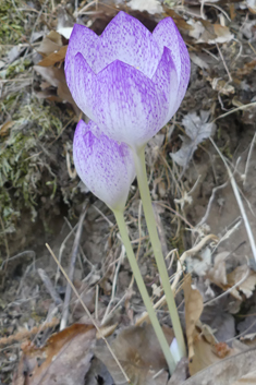 Bivon's Meadow Saffron