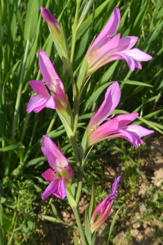 Illyrian Gladiolus