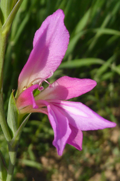 Illyrian Gladiolus