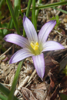 Common Sand Crocus