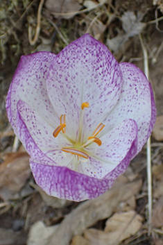 Bivon's Meadow Saffron