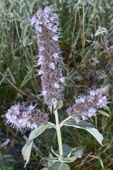 Horse Mint