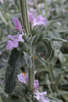 Cretan Woundwort