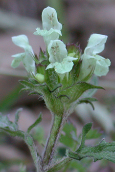 Cut-leaved Self-heal