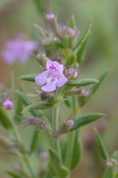 Thyme-leaved Savory