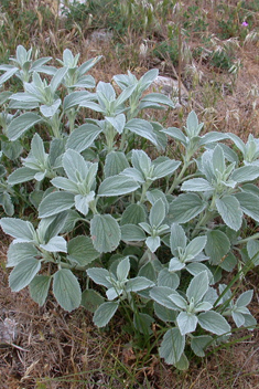 Spreading Horehound