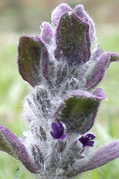 Eastern Bugle