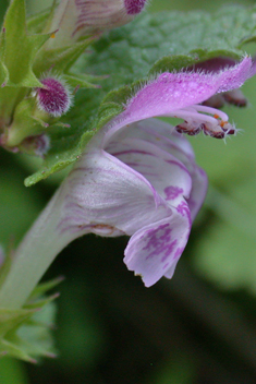 Large Dead-nettle