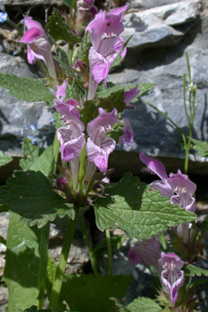 Large Dead-nettle