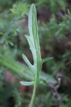 Cut-leaved Self-heal