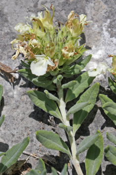 Mountain Germander