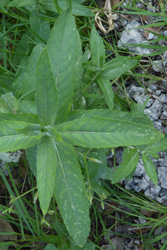 Horse Mint